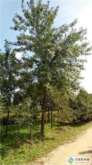 深耕綠色事業，吉林實驗綠化集團北京通州二分公司 從苗木到城市的全鏈條服務